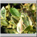 Sympetrum striolatum - Grosse Heidelibelle w10.jpg